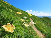 36 Distese di Pulsatilla alpina sulphurea (Anemone sulfureo)